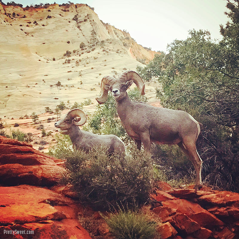 big horn sheep zion