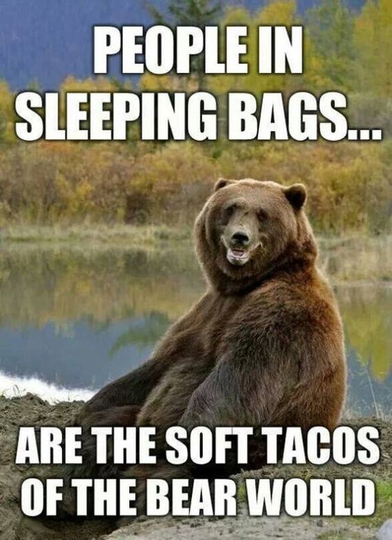 camping meme bear tacos