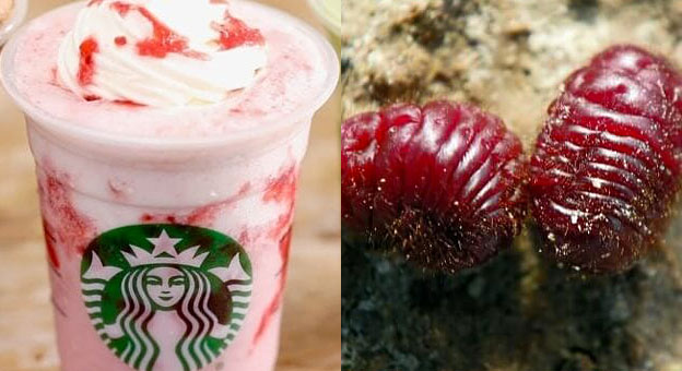 starbucks beetles red color