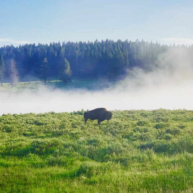 yellowstone buffalo steam